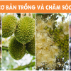 Kỹ thuật cơ bản trồng và chăm sóc Sầu Riêng
