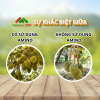 Sự Khác Biệt Giữa Việc Có Và Không Sử Dụng Amino Acid Trong Giai Đoạn Chạy Trái Sầu Riêng