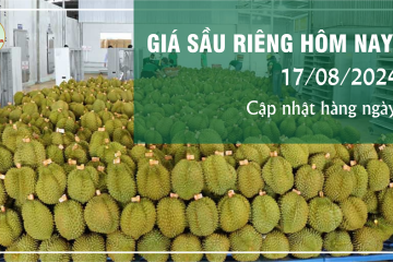 Giá sầu riêng hôm nay ngày 17/08/2024