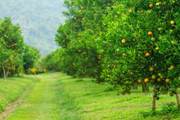 TỔNG HỢP NHỮNG LOẠI SÂU BỆNH HẠI VÀ BIỆN PHÁP PHÒNG TRỪ SÂU BỆNH TRÊN CÂY CÓ MÚI