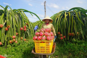 Thanh long vượt sầu riêng, dẫn đầu kim ngạch xuất khẩu