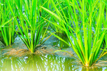 Tìm hiểu dòng phân bón kích thích siêu ra rễ