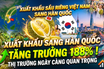 Xuất khẩu sầu riêng Việt Nam sang Hàn Quốc tăng 188%, thị trường Hàn Quốc ngày càng quan trọng