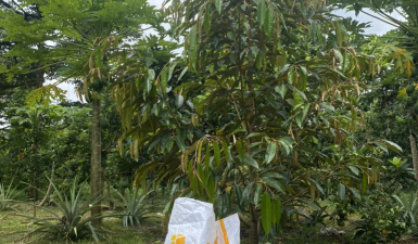 Vườn sầu riêng sử dụng ORGANIC BOOM