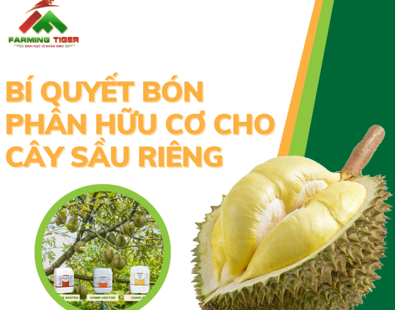 Bí Quyết Bón Phân Hữu Cơ Giúp Cây Sầu Riêng Cho Trái Lớn Nhanh