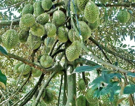 MỘT SỐ KỸ THUẬT CHĂM SÓC CÂY SẦU RIÊNG GIAI ĐOẠN KINH DOANH