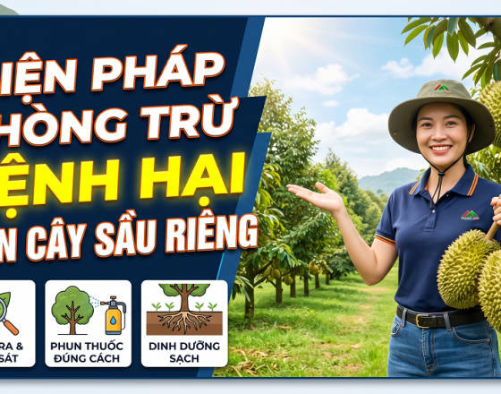 BIỆN PHÁP PHÒNG TRỪ BỆNH HẠI TRÊN CÂY SẦU RIÊNG GIAI ĐOẠN MỪA MƯA