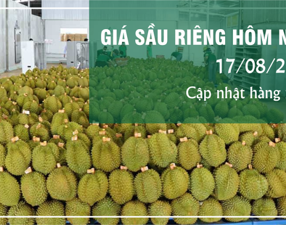 Giá sầu riêng hôm nay ngày 17/08/2024