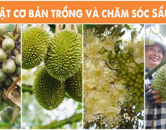 Kỹ thuật cơ bản trồng và chăm sóc Sầu Riêng