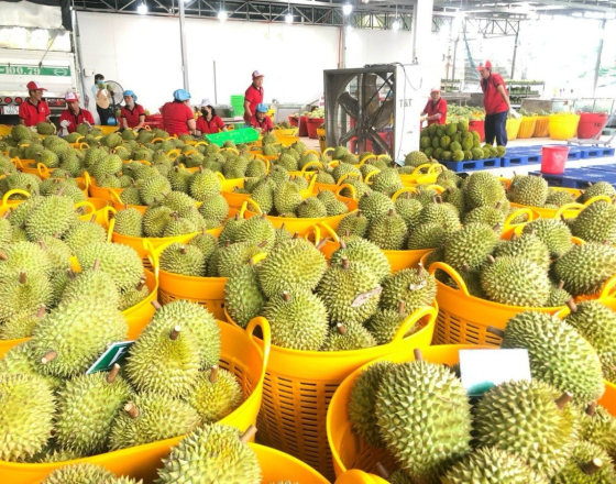 Ngoài Trung Quốc, Nhiều quốc gia tăng mua sầu riêng Việt