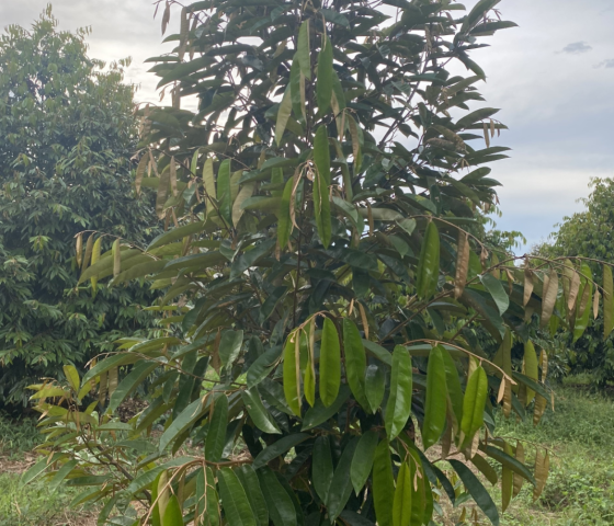Cây Trồng 1