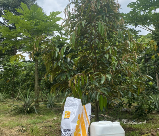 Vườn sầu riêng sử dụng ORGANIC BOOM