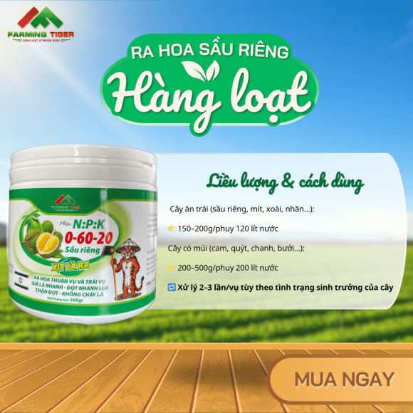 Combo 2 Hộp NPK 0-60-20 |Kích Hoa Mạnh, Già Lá Nhanh, Ra Hoa Hàng Loạt (500g)